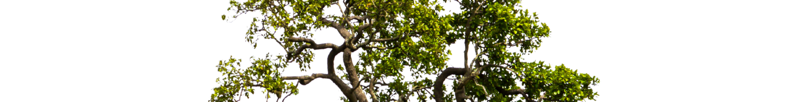 tree slice 4