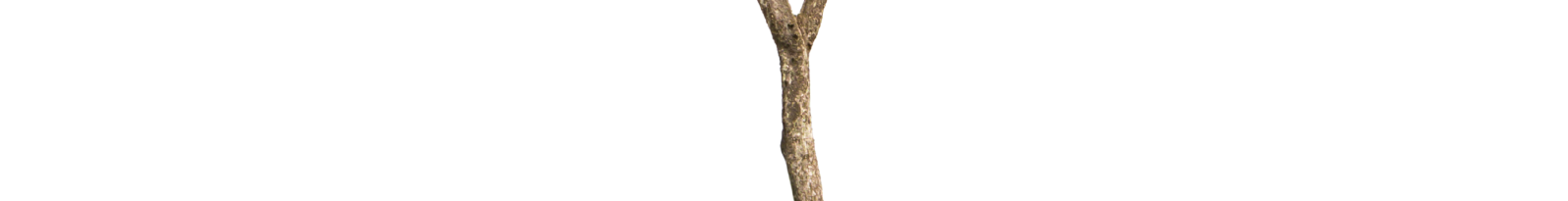 tree slice 7
