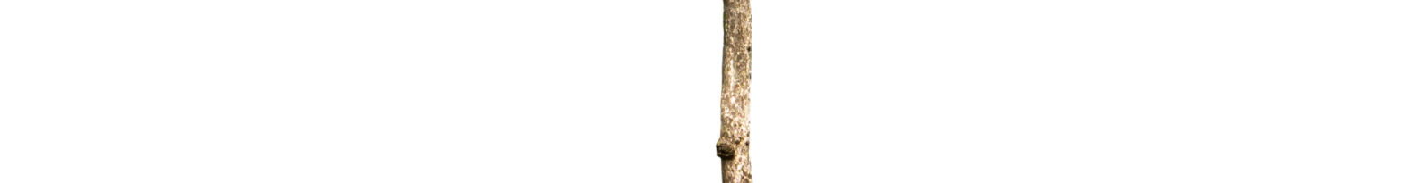 tree slice 8