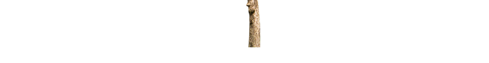 tree slice 9